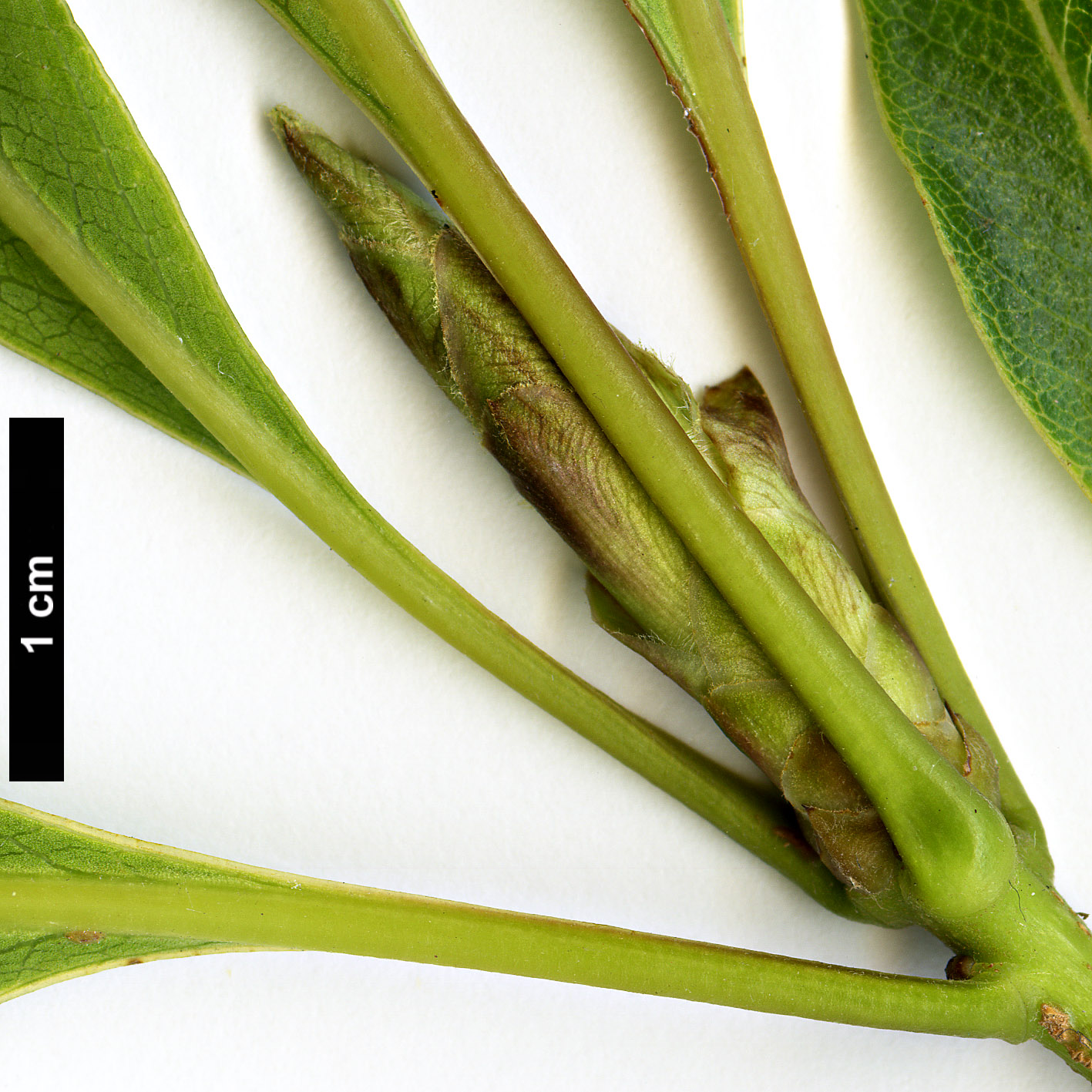 High resolution image: Family: Pittosporaceae - Genus: Pittosporum - Taxon: undulatum High resolution image: Family: Pittosporaceae - Genus: Pittosporum - Taxon: undulatum